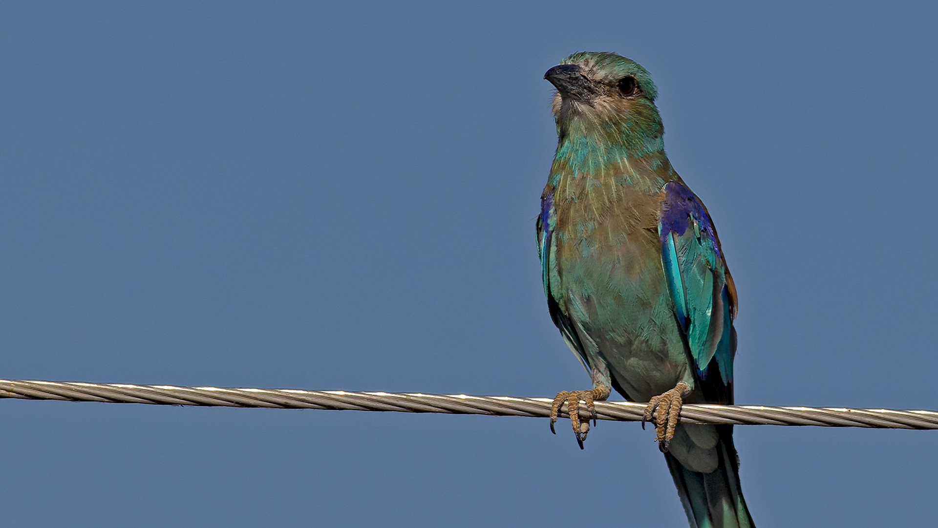 European Roller